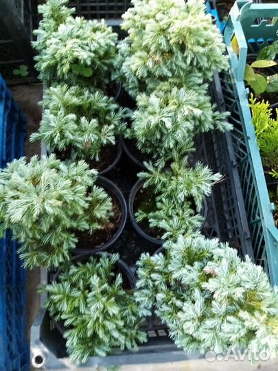 Саженцы туи смарагд