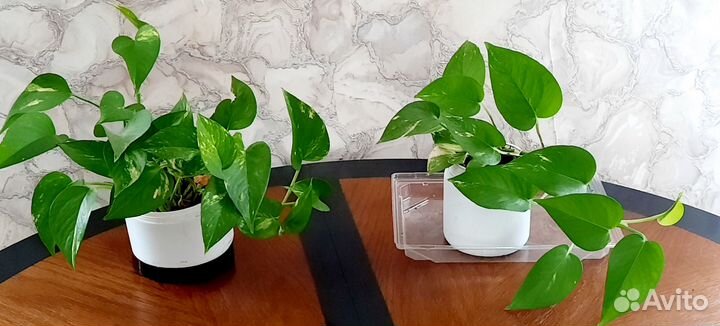 Домашний цветок - сциндапсус