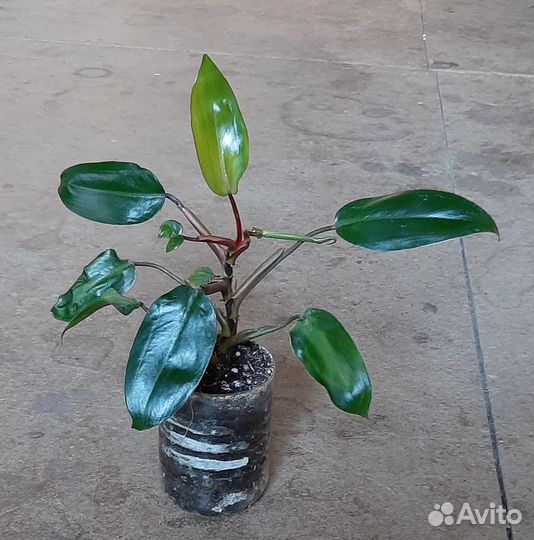 Филодендрон