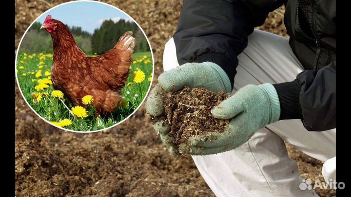 Куриный помет