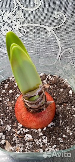 Гиппеаструм