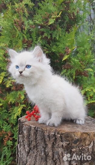 Невские маскарадные мальчики и девочки