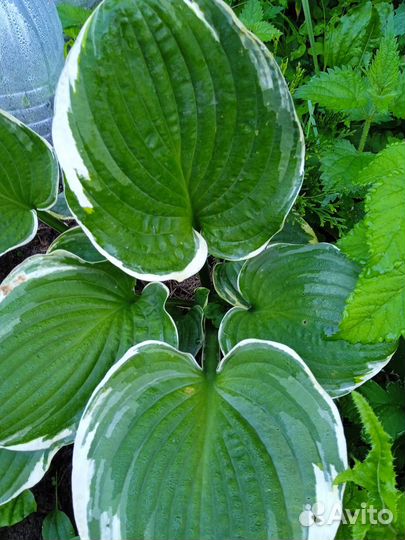 Лилейник, астильба