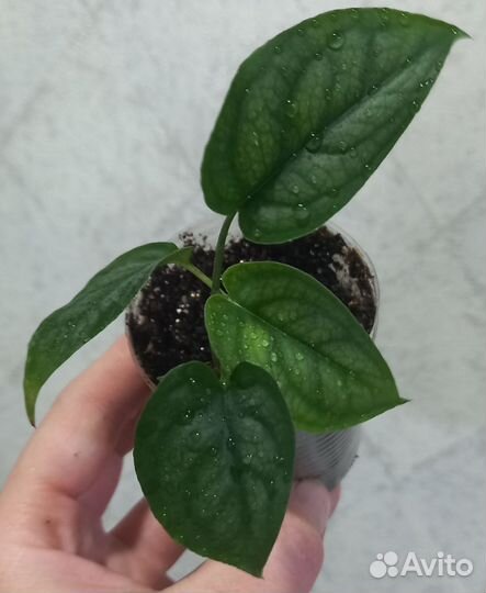 Сингониум, филодендрон, сциндапсус и др