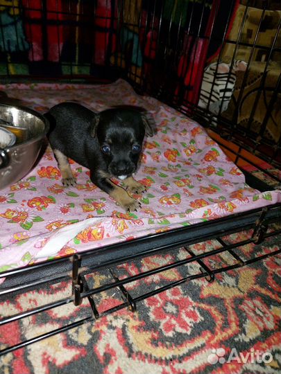 Той-терьер щенок мини