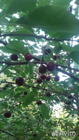 Вишня свежая