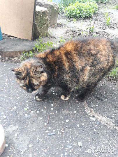 Кошечка пеструшка