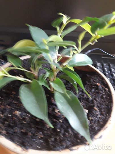 Фикус бенджамина