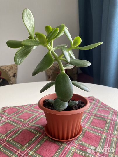 Продам денежное дерево