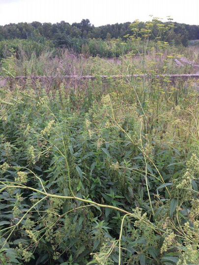 Участок 25 сот. (ИЖС)