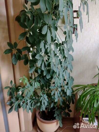 Комнатные цветы шефлера