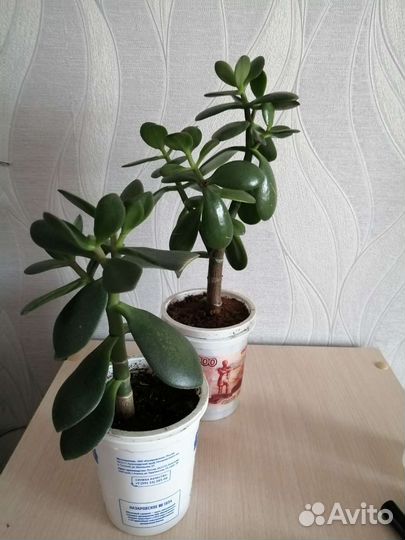 Толстянка. Денежное дерево