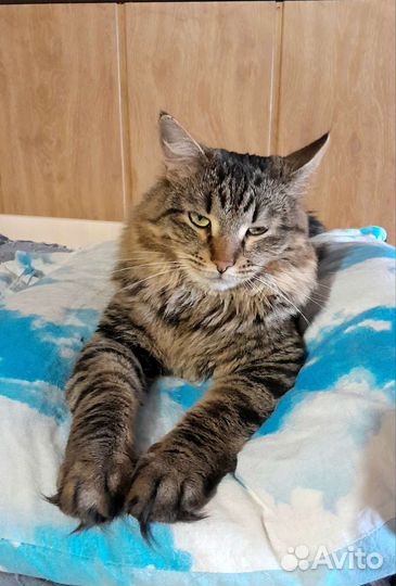 Пушистая кошка метис сибирской