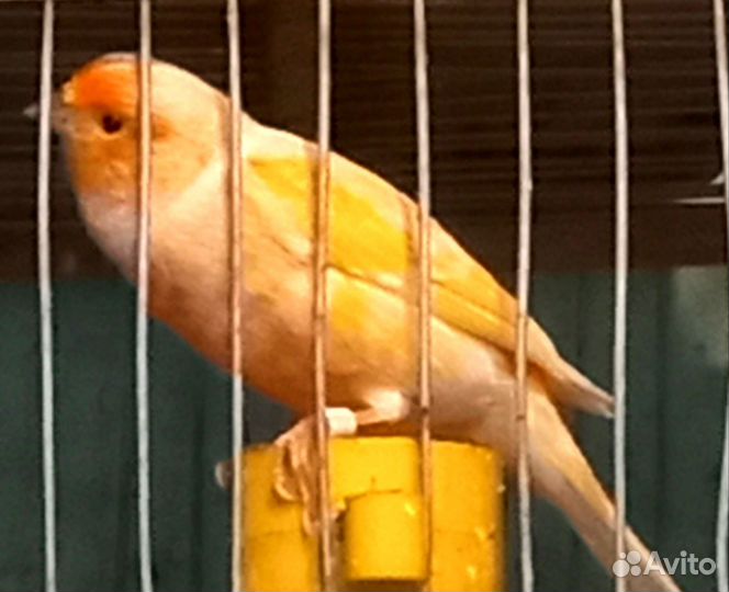 Канарейки