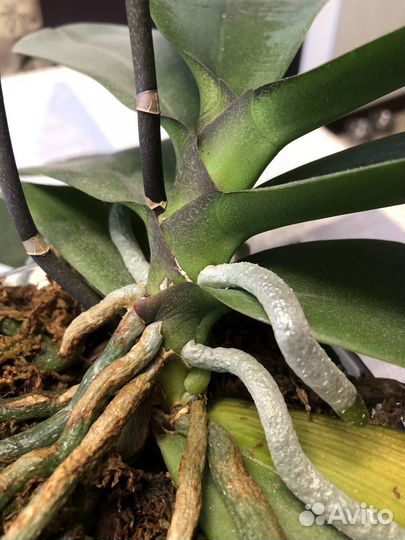 Орхидея фаленопсис Фуллер Сансет