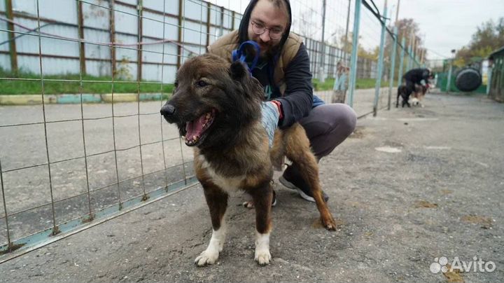 Собака из приюта