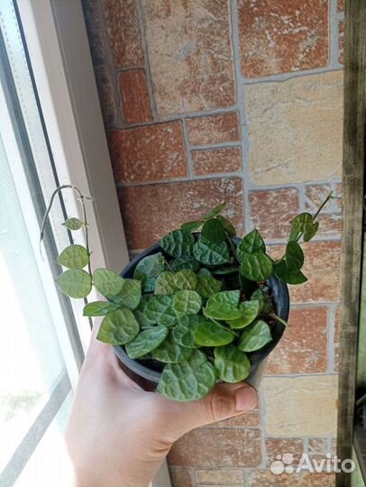 Дисхидия Хирсута большие растения церопегия