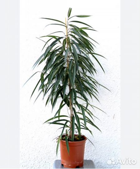 Фикус маклелланда