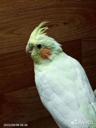 Попугай корелла мальчик