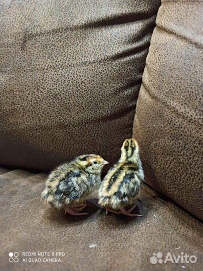 Перепелята