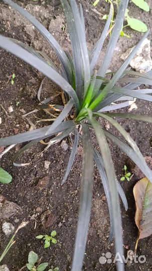 Офиопогон нигер