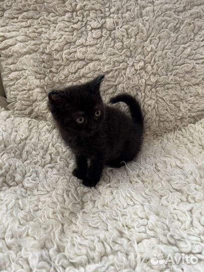 Британская кошка