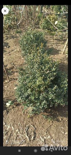 Саженцы самшита