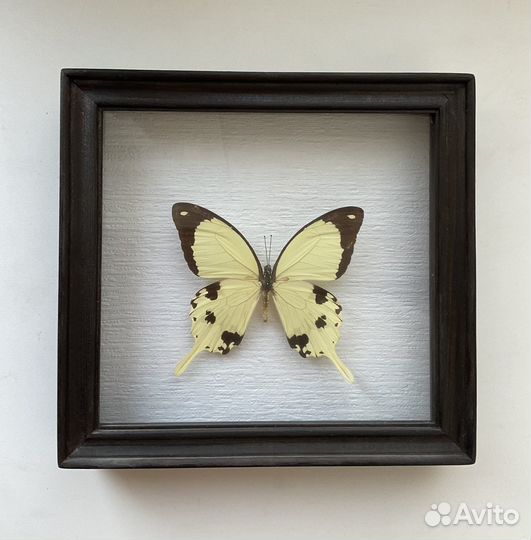 Бабочка в рамке Papilio dardanus