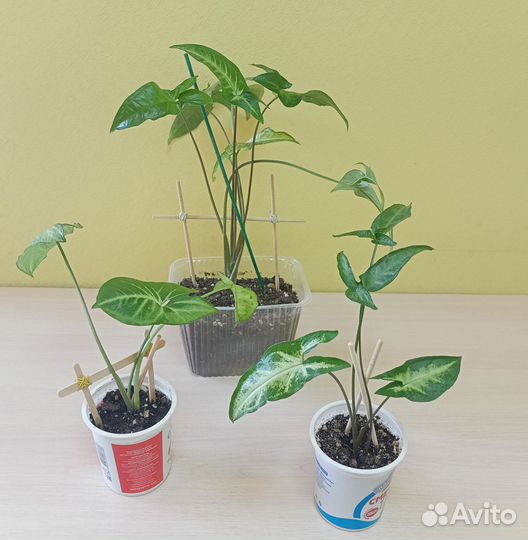 Комнатные цветы