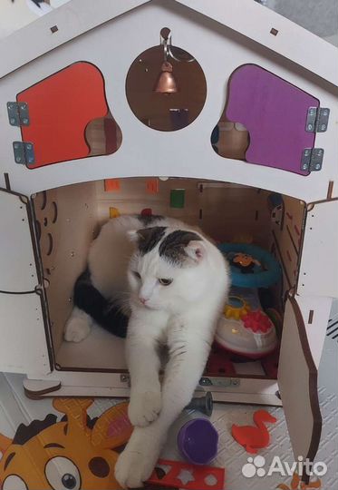 Передержка кошек и котов