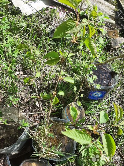 Черешня (немецкая