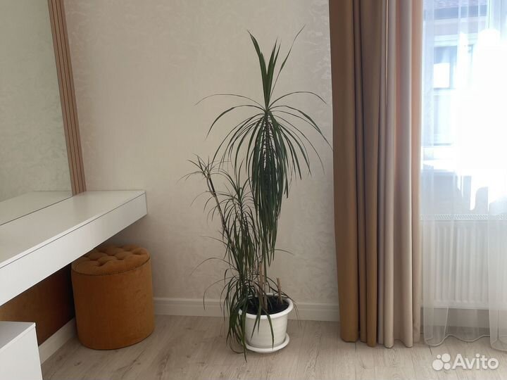 Драцена Марджината 3 ствола