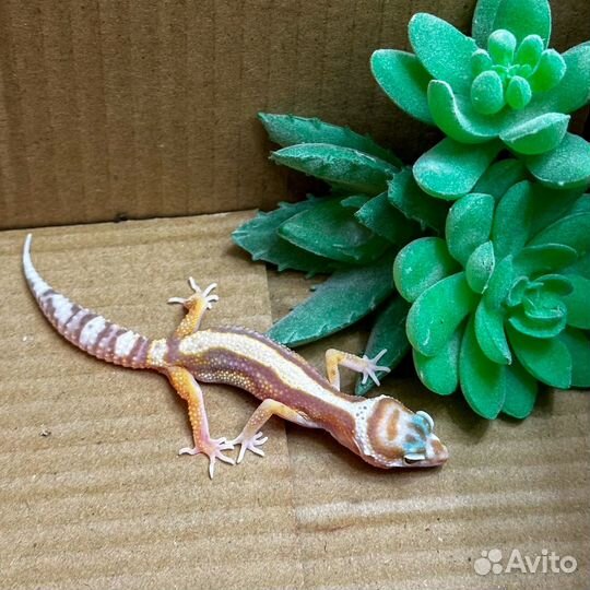 Ящерица геккон пятнистый леопардовый эублефар