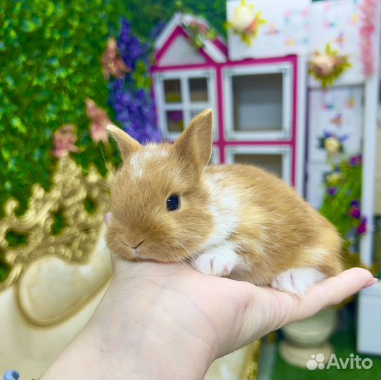 Кролик мини