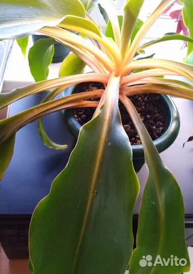 Комнатные цветы