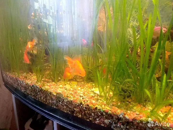 Аквариумные рыбки