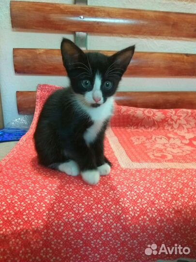 Котенок мальчик