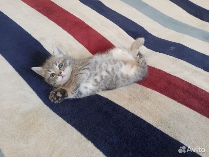 Кошка