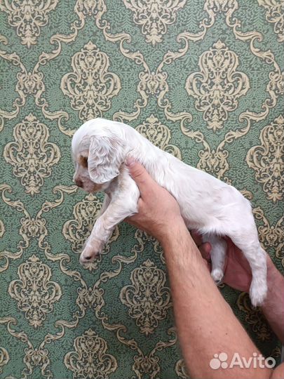 Русский спаниель