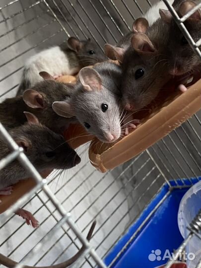Крысы бесплатно