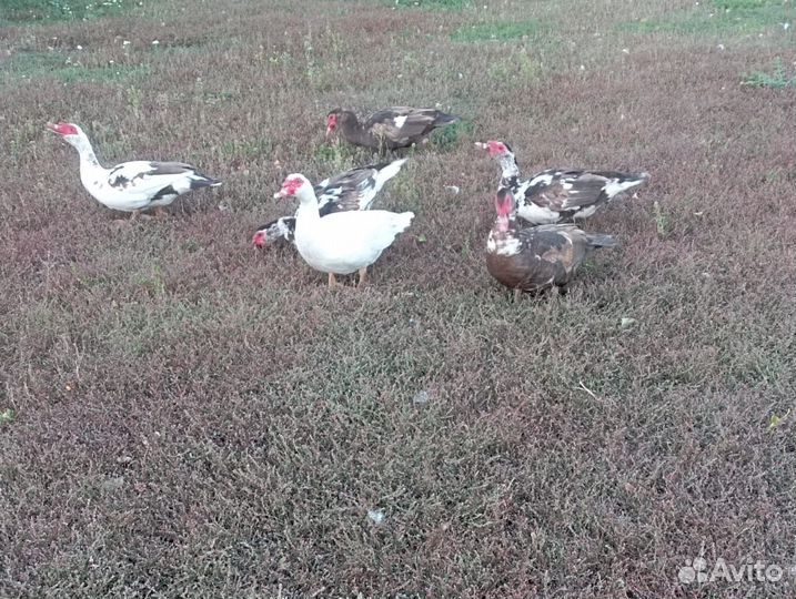 Мускусные утки