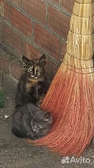 Милый котенок ищет дом