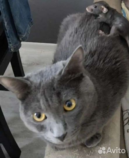 Кот для вязки