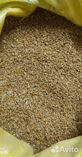 Пшеница овес ячмень дробленка ячменя