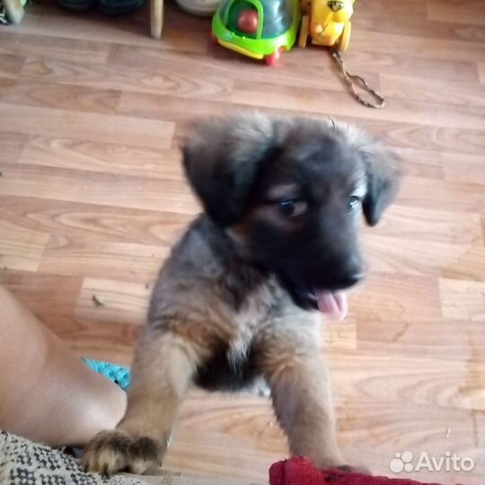 Терьеры метисы щенки