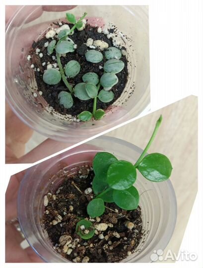 Суккуленты, церопегии, дисхидии