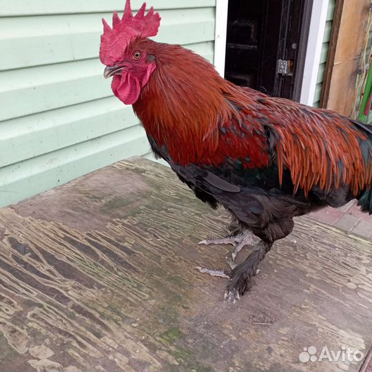 Петух Маран