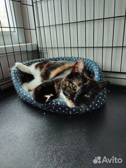 Кошка кисти великого импрессиониста в дар