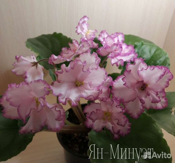 Детки сортовых фиалок