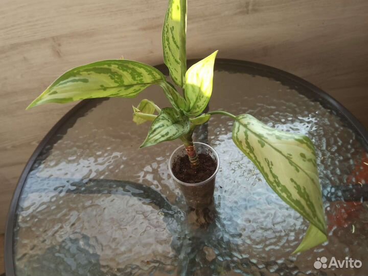 Комнатные растения любой за